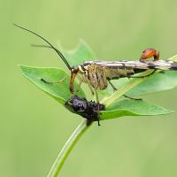 Scorpion Fly feeding 